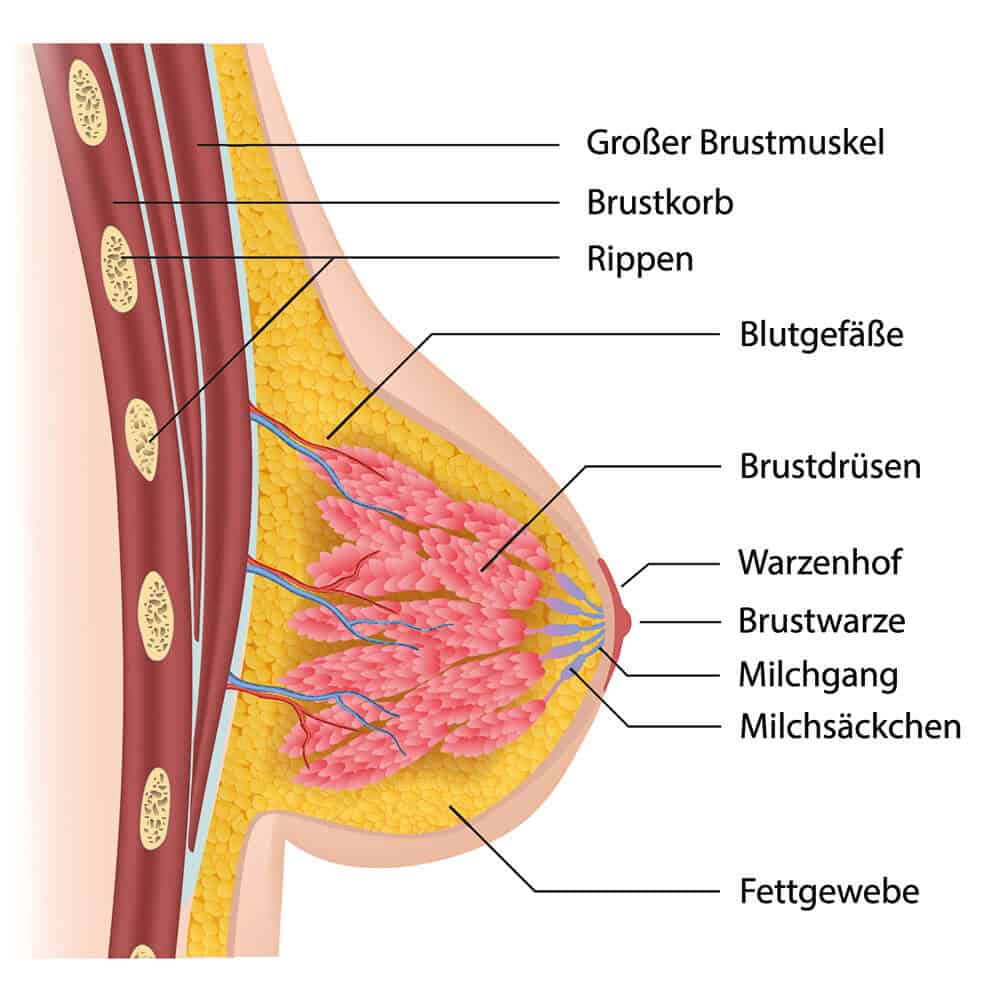 Anatomie der weiblichen Brust